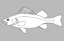 Percidae