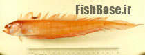 Acanthocepola indica