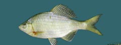  Acanthorhodeus chankaensis