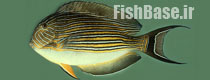 Acanthurus lineatus >> جراح ماهی مخطط