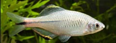 Acheilognathus meridianus