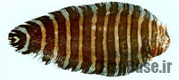 Aesopia cornuta >> کفشک تک شاخ