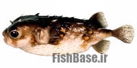 Allomycterus pilatus >> خارپشت ماهی عمقزی