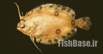 Ancylopsetta dilecta >> کفشک سه چشم