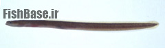 Anguilla marmorata >> مارماهی خالدار