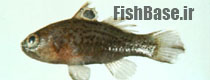 Apogonichthys ocellatus >> کاردینال خالدار