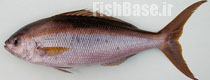Apsilus fuscus >> سرخوی آفریقایی 