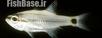 Archamia bilineata