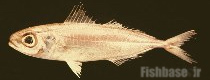 Ariomma bondi