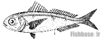 Ariomma parini