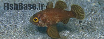 Astrapogon puncticulatus >> کاردینال سیاه باله