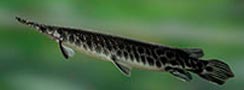 Atractosteus spatula