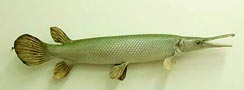 Atractosteus tristoechus