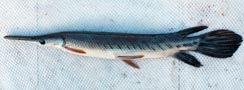 Atractosteus tropicus