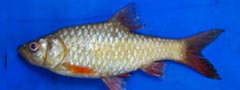 Barbodes bantolanensis