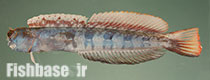 Blenniella paula