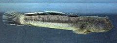 Boleophthalmus birdsongi