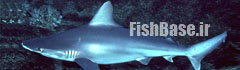 Carcharhinus plumbeus >> کوسه ساحلی