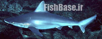 Carcharhinus plumbeus >> کوسه ساحلی