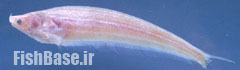Ceratoglanis scleronema