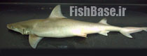 Chaenogaleus macrostoma >> کوسه ماهی قلاب دندان