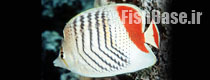 Chaetodon paucifasciatus >> پروانه ماهی اریتره