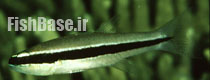 Cheilodipterus parazonatus >> کاردینال دلقک