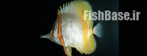 Chelmon marginalis 