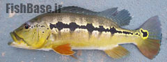 Cichla intermedia
