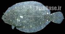 Citharichthys gilberti >> کفشک دهان بزرگ