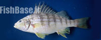 Conodon nobilis >> سنگسر مخطط