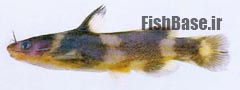 Coreobagrus brevicorpus >> گربه ماهی کوتوله کره ای