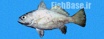 Corvula macrops