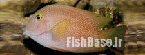 Ctenochaetus truncatus >> جراح ماهی حلقه طلایی