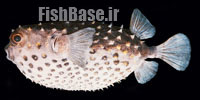 Cyclichthys spilostylus >> خارپشت ماهی شکم خالدار