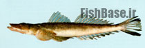 Cymbacephalus bosschei >> سرپهن ماهی چشم ریز