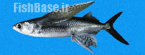 Cypselurus callopterus >> پرنده ماهی آراسته