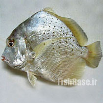 Drepane punctata >> عروس ماهی منقوط