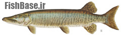 Esox masquinogy اردک ماهی زشترو