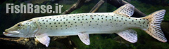Esox reichertii اردک ماهی آمور