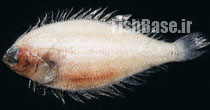 Etropus longimanus