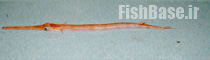 Fistularia tabacaria >> شیپورماهیان
