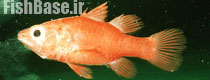 Fowleria flammea