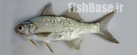 Galeoides decadactylus >> راشگوی