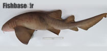 Ginglymostoma unami