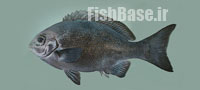 Girella cyanea >> ماهی طبال آبی