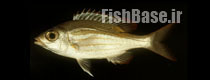 Gnathodentex aureolineatus >> شهری ماهی چشم درشت مخطط