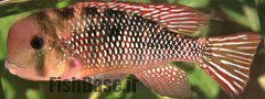 Gymnogeophagus labiatus >> زمین خوار
