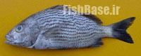 Haemulon bonariense >> سنگسر سیاه