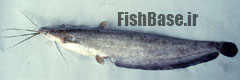 Heteropneustes kemratensis